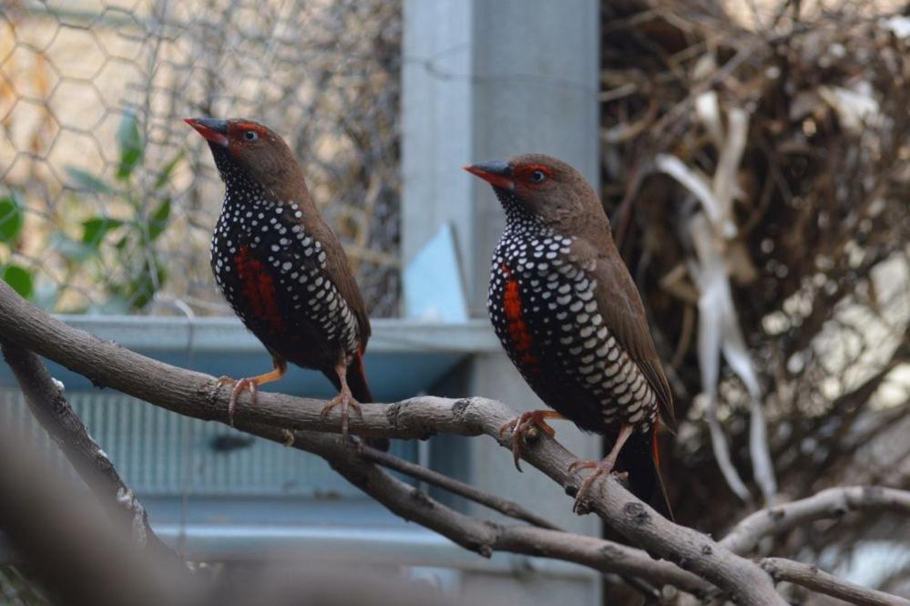 Paringa Caravan Park レンマーク エクステリア 写真